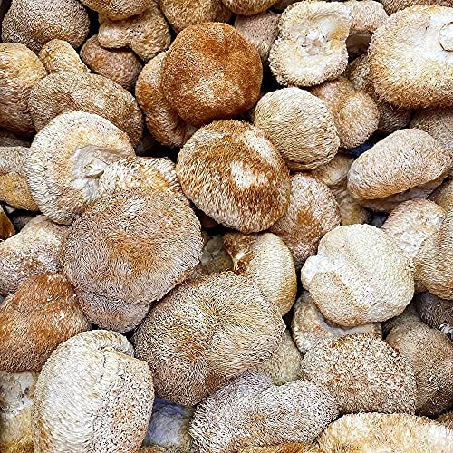 Dried Lion's Mane Mushroom (1lb) T8608
