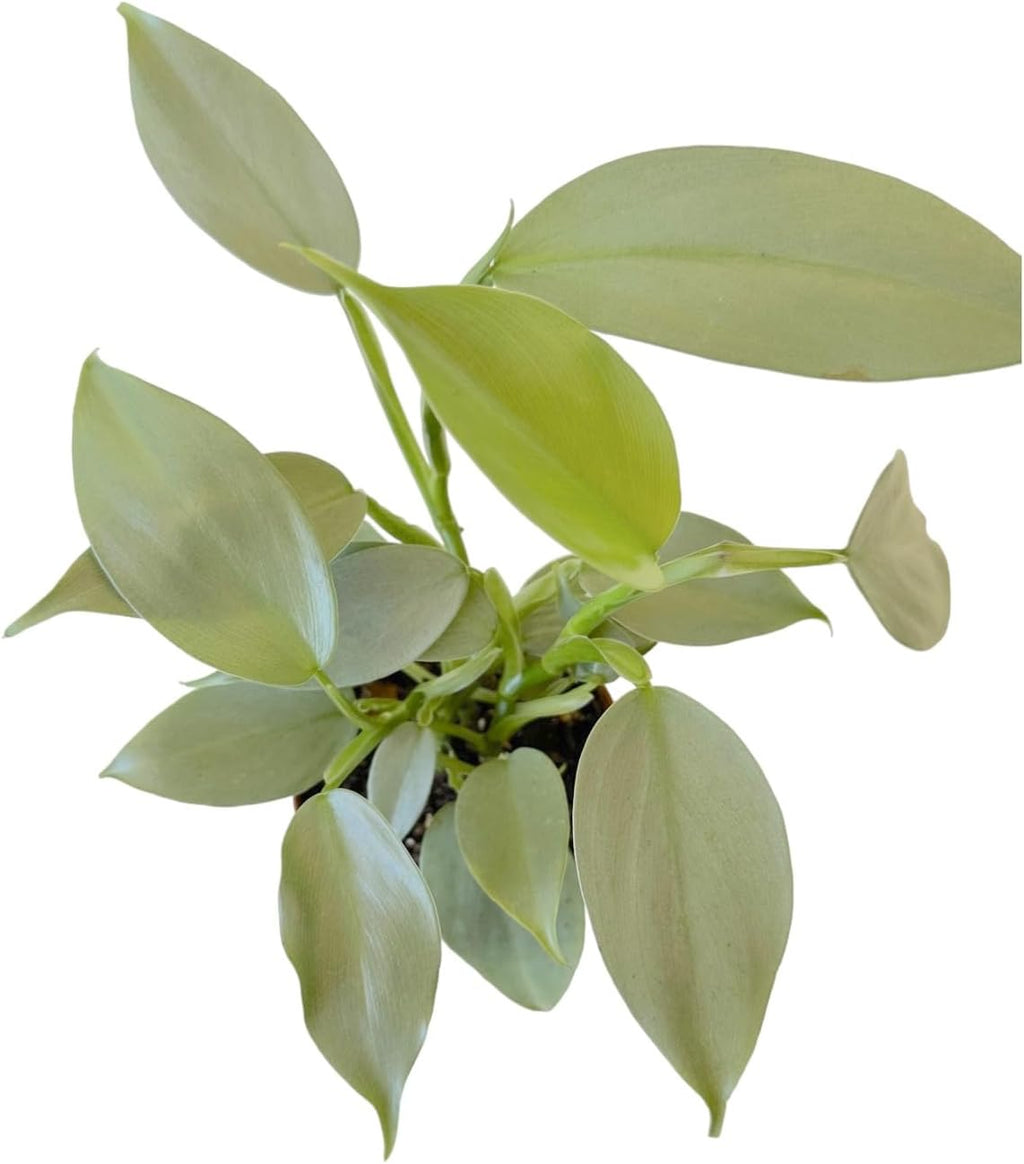 4 inch Philodendron Live Indoor Plant J888