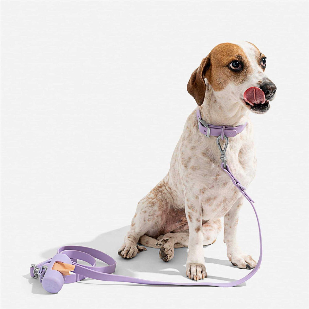 Dog Collar F3424
