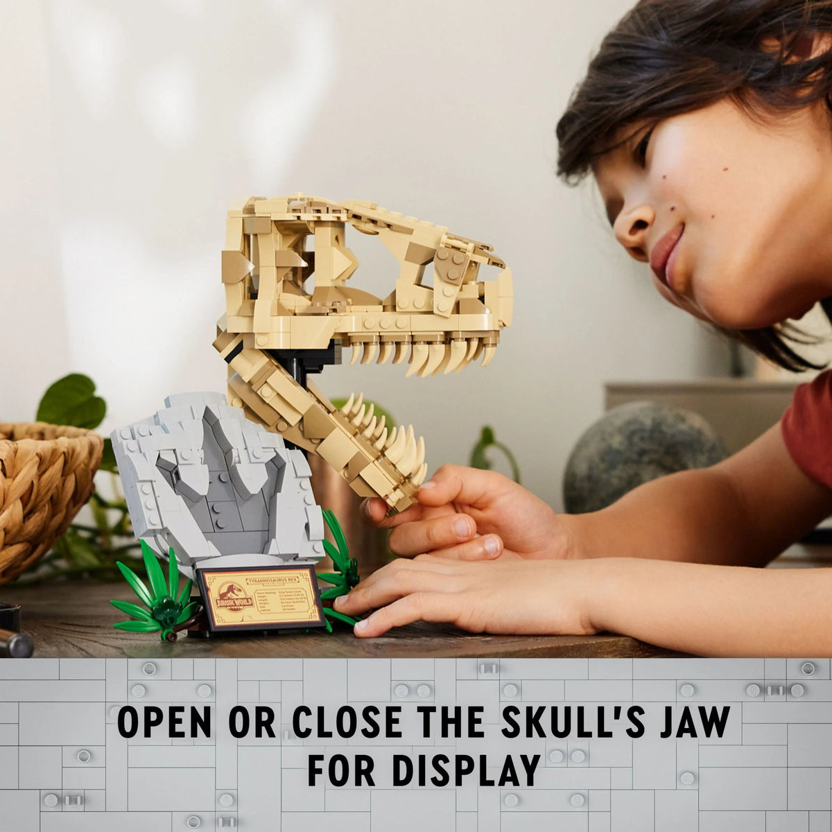 Dinosaur Fossils T. rex Skull Skeleton Model Set G23984