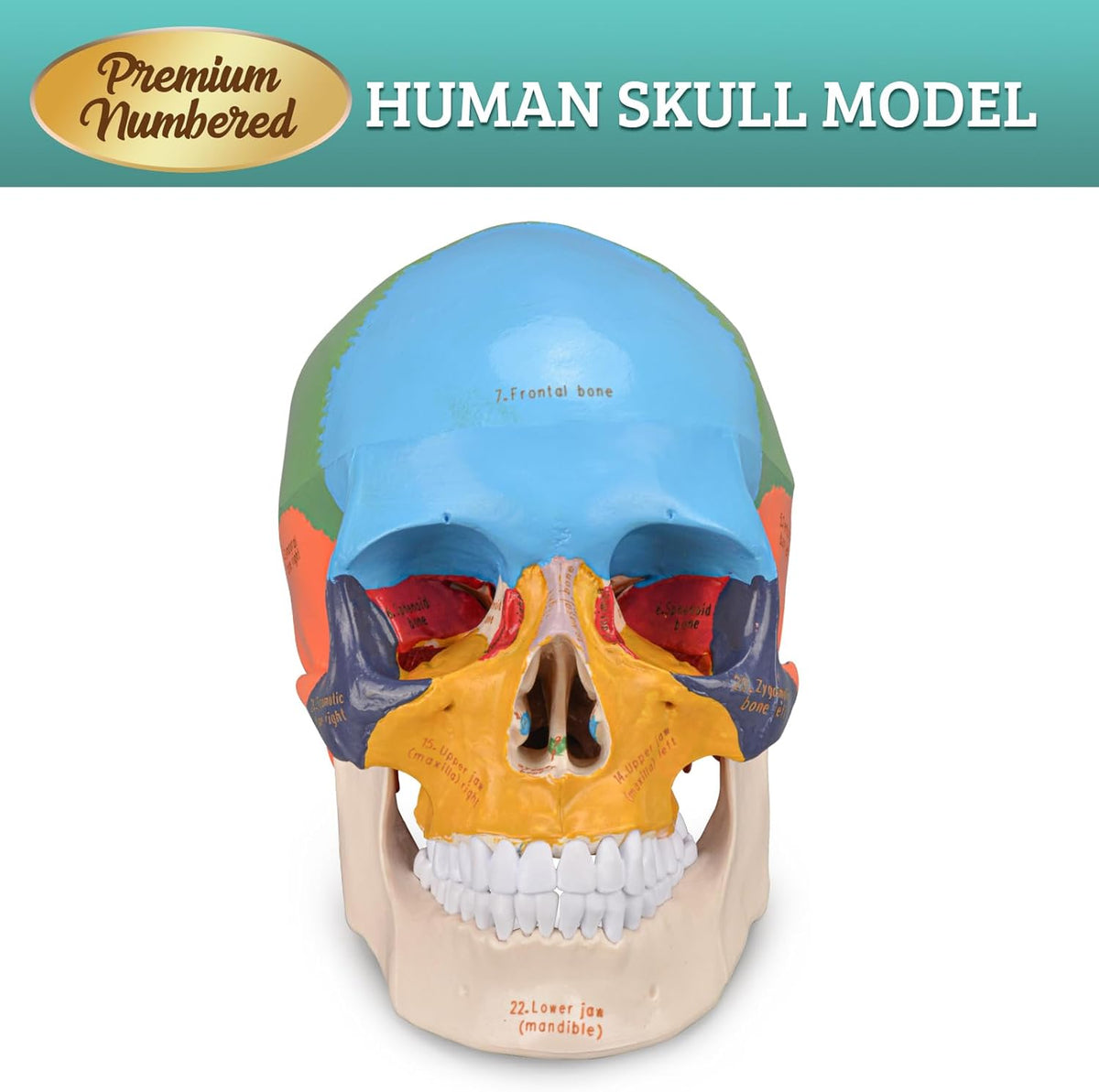 Human Colored Head Skull Anatomical Model H999