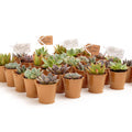 2 in. Rosette Succulents Plant with Metal Pails and Tags (100-Pack) S564068