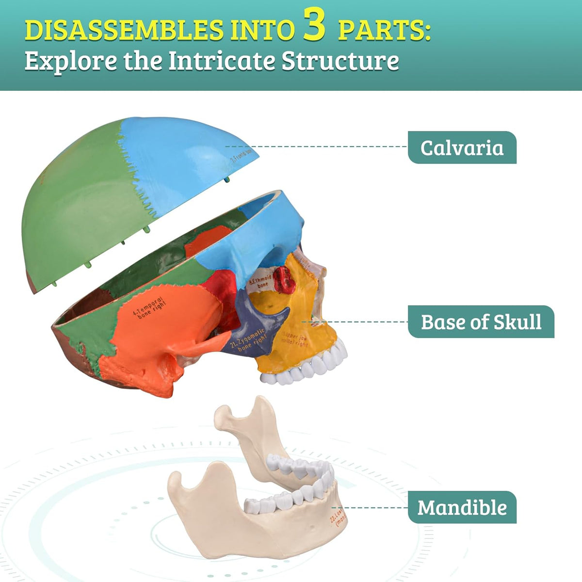 Human Colored Head Skull Anatomical Model H999