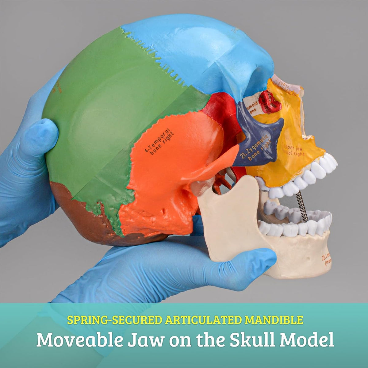 Human Colored Head Skull Anatomical Model H999