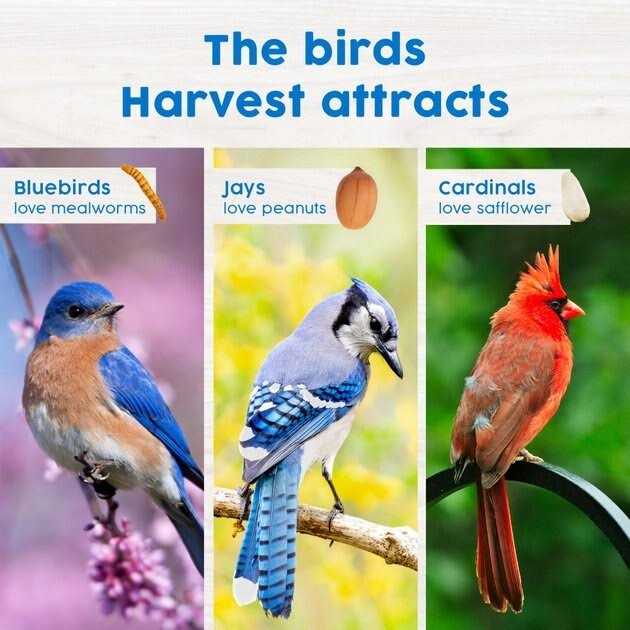Mealworm Snack Stack Wild Bird Food O714901
