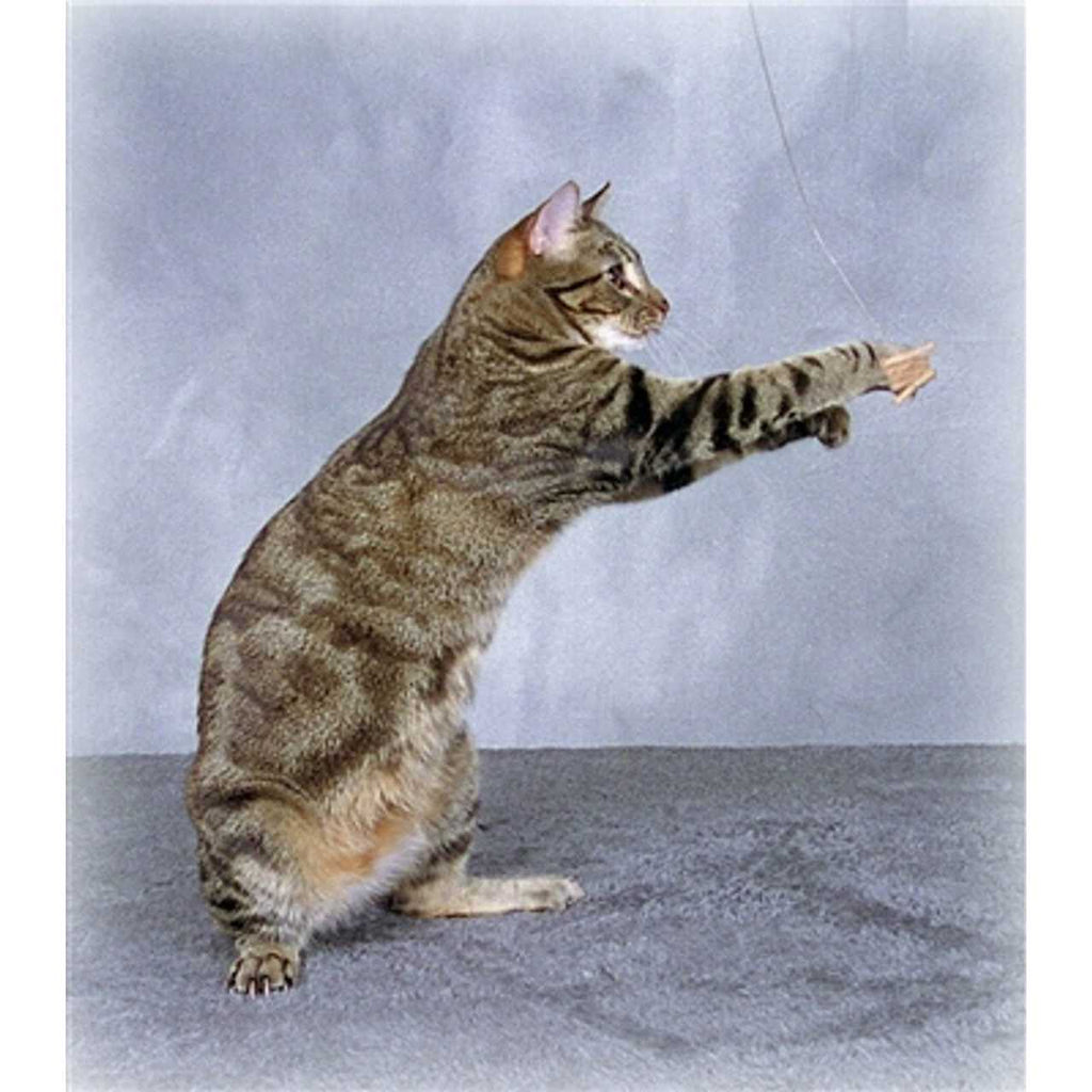 Cat Toy O192697