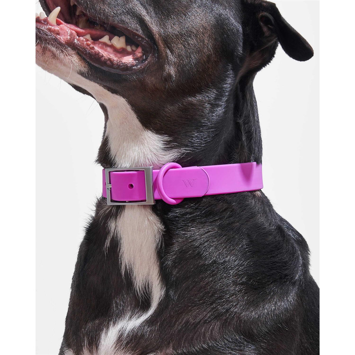 Dog Collar F3424