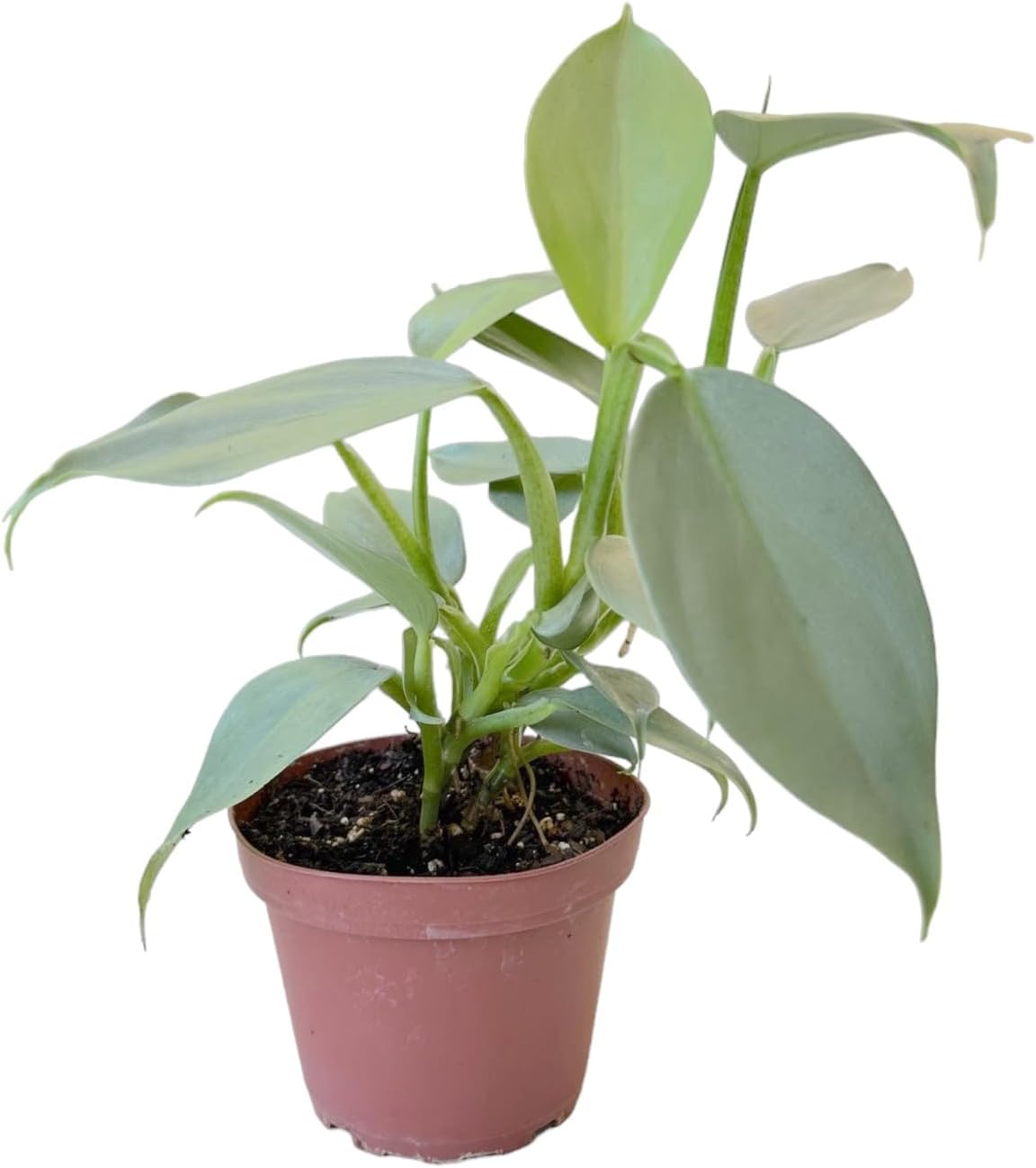 4 inch Philodendron Live Indoor Plant J888