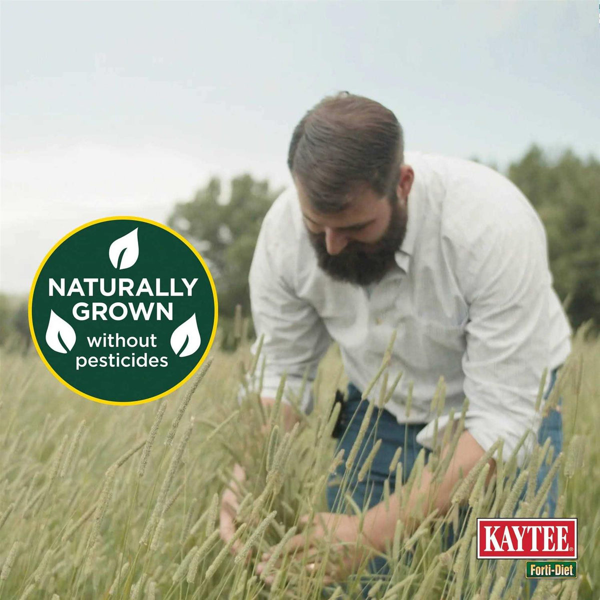 Timothy Hay for Small Animals Y900377