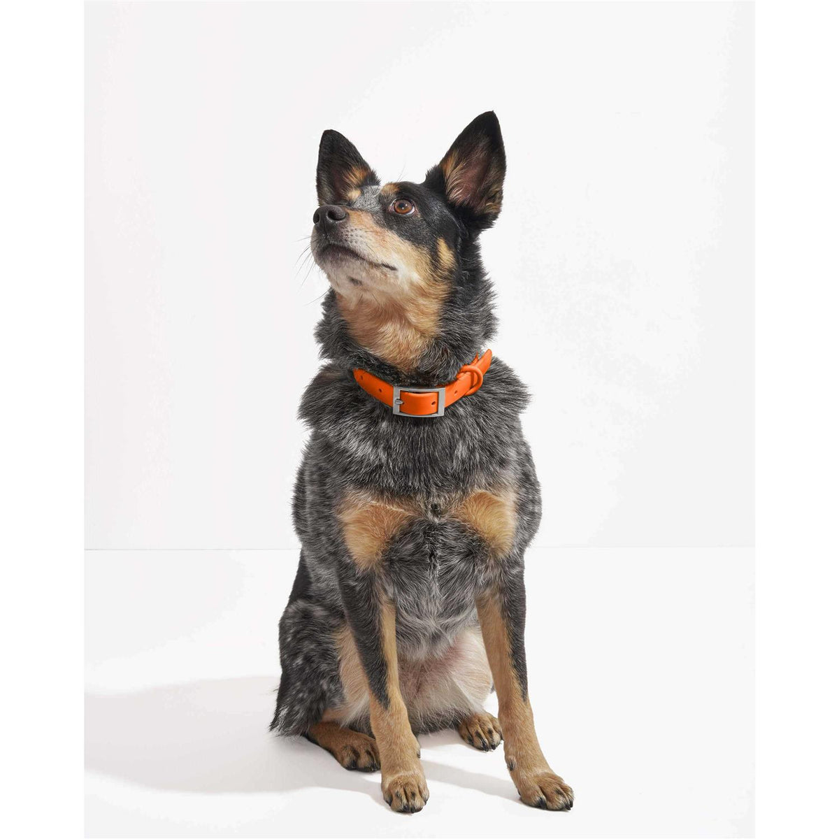 Dog Collar F3424