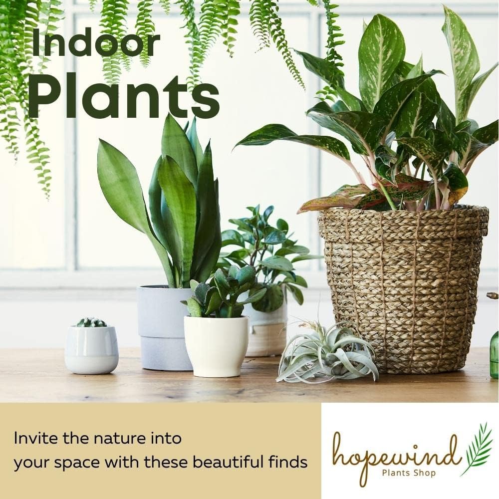 4 inch Philodendron Live Indoor Plant J888