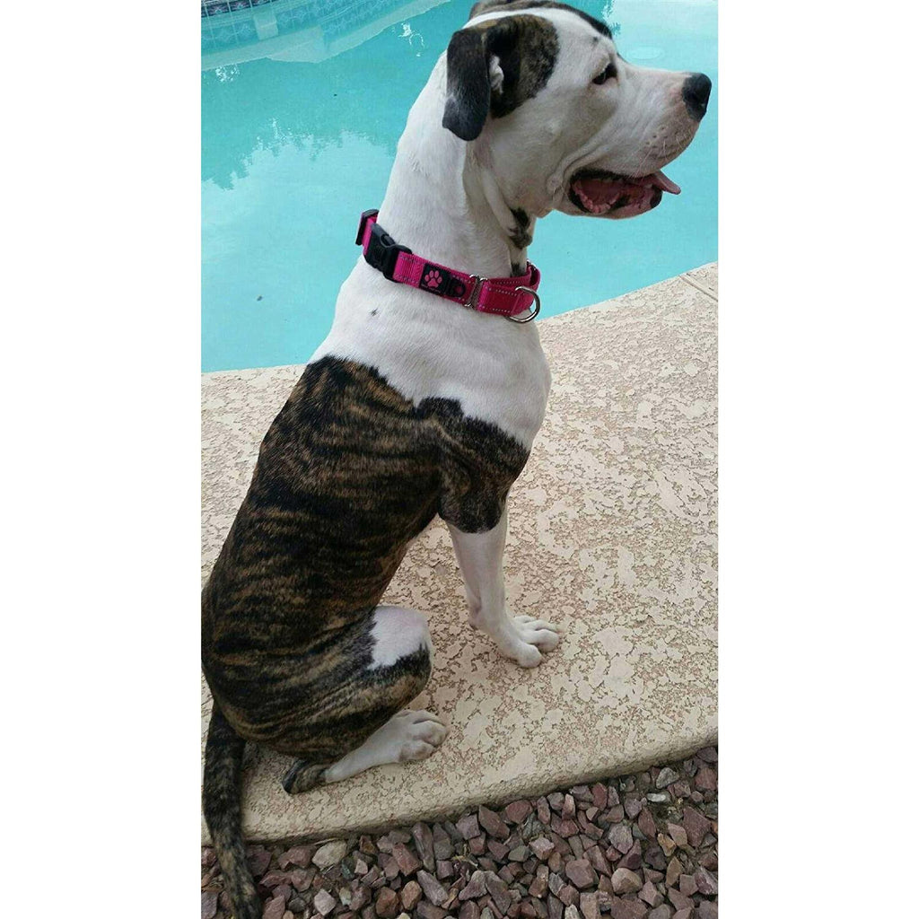 Nylon Martingale Collar J46402