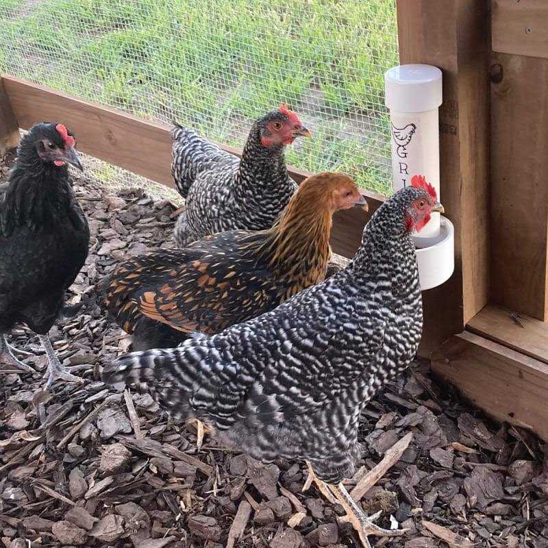 Cherry Stone Poultry Grit L598733