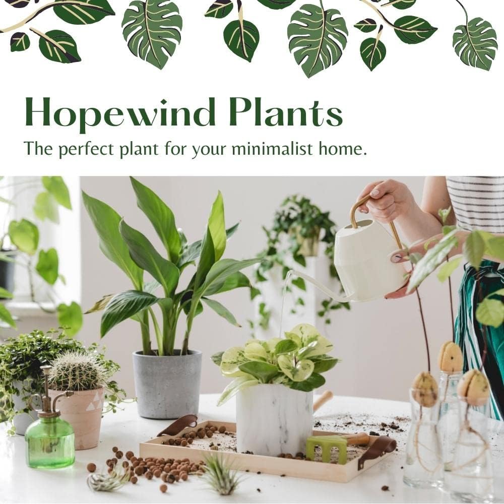 4 inch Philodendron Live Indoor Plant J888