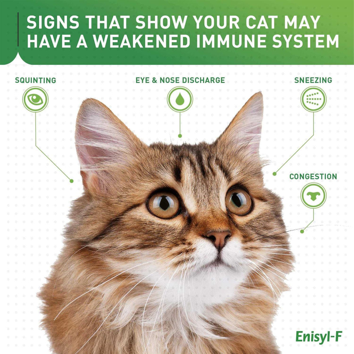 L-Lysine Chews for Cats Y267959
