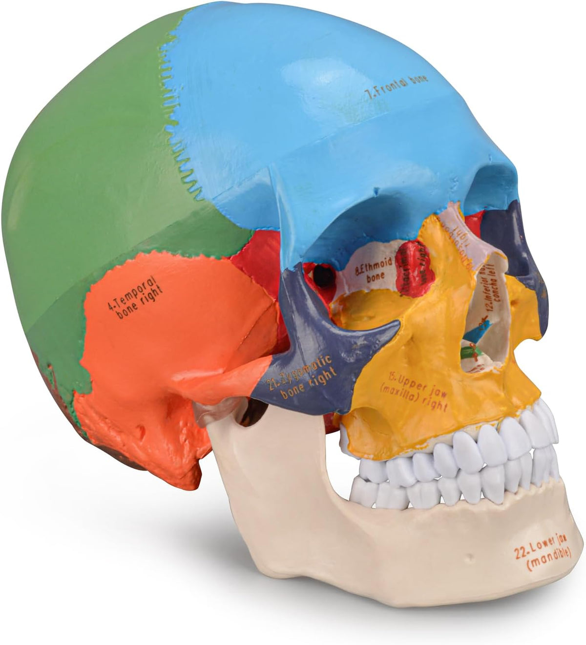 Human Colored Head Skull Anatomical Model H999