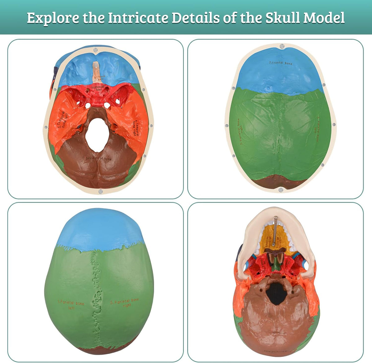 Human Colored Head Skull Anatomical Model H999