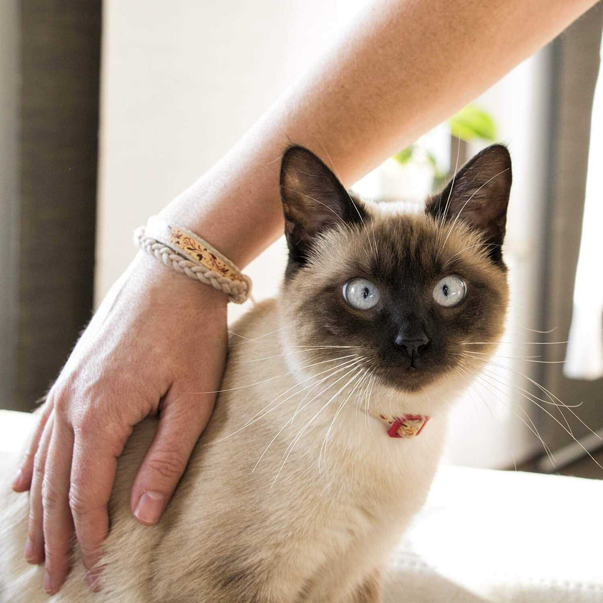 Cat Collar Breakaway D238506