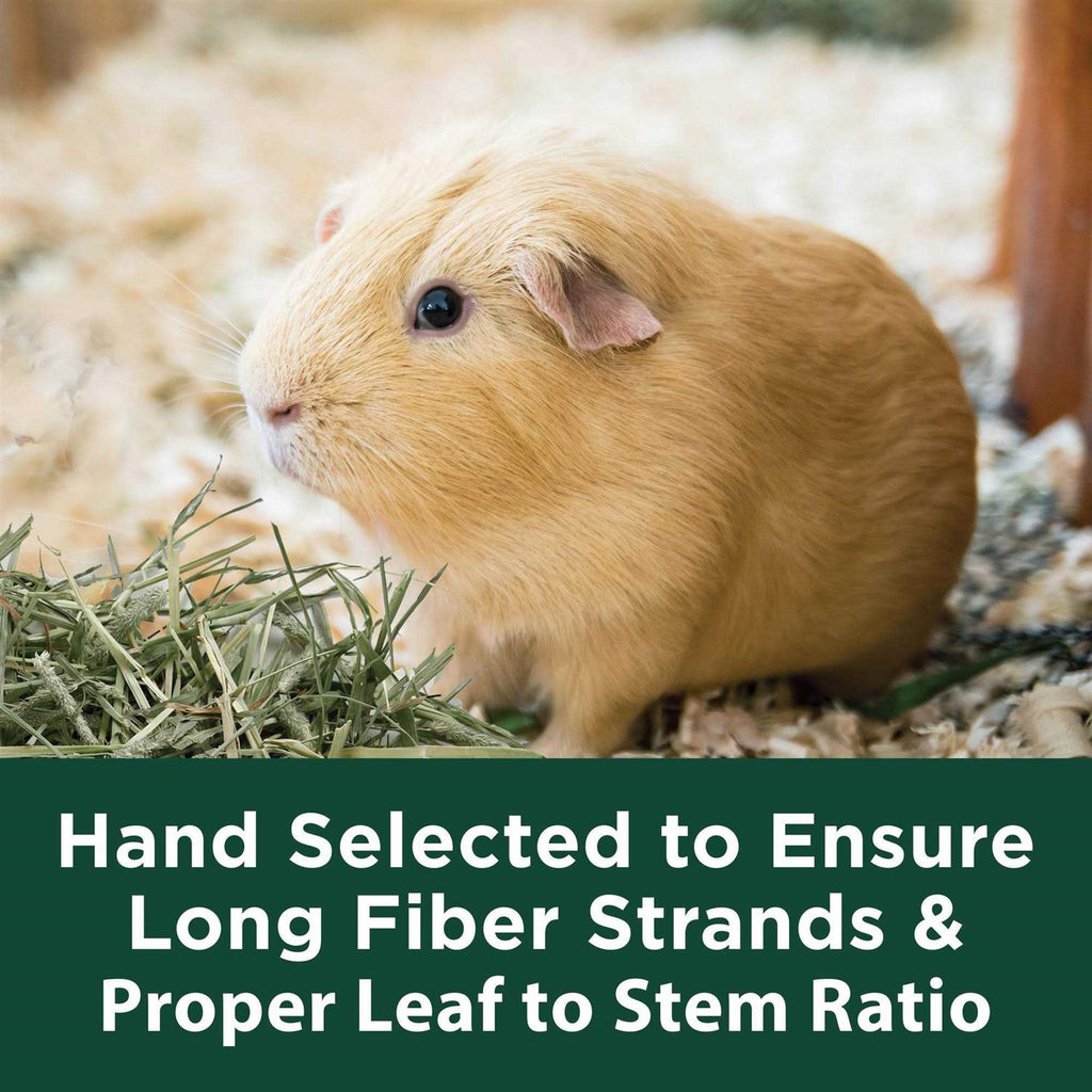 Timothy Hay for Small Animals Y900377