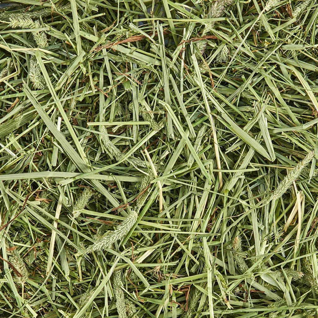 Timothy Hay for Small Animals Y900377