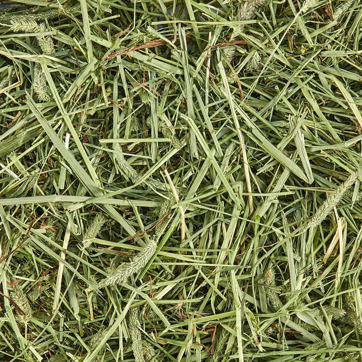 Timothy Hay for Small Animals Y900377
