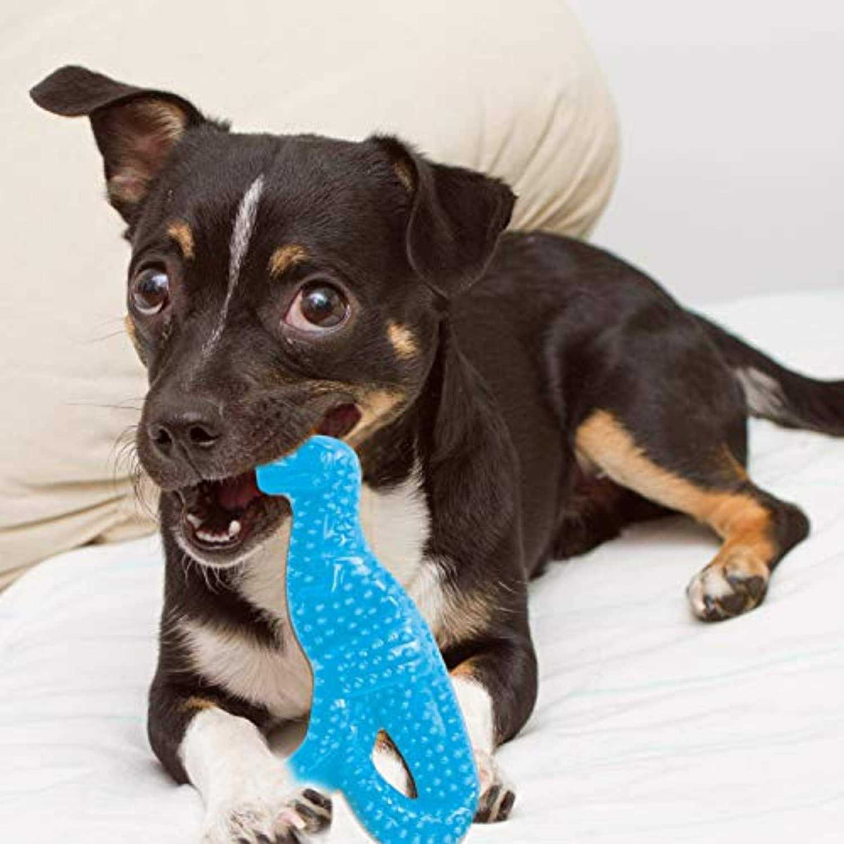Dental Puppy Chew Toy Z368228